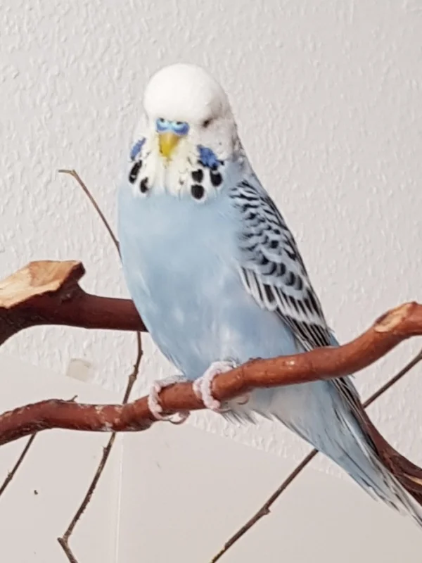 Wellensittich-Bild: Ich bin soooo lieb
