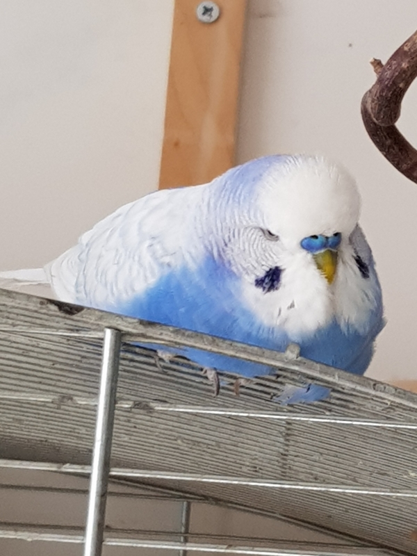 FeliHerzchen