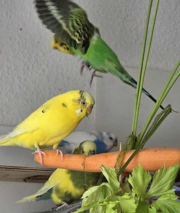 Am Salatbuffet