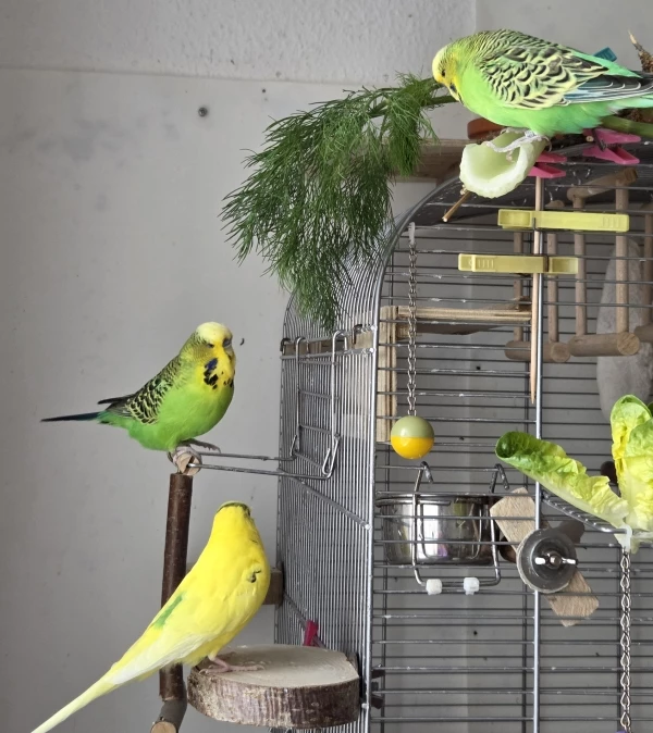 Wellensittich-Bild: Samu, der gelbe Sonnenschein zeigt uns seinen schönen Rücken!
Lange Zeit war Samu krank, jetzt geht es ihm endlich wieder besser und er ist wieder viel aktiver unterwegs!
