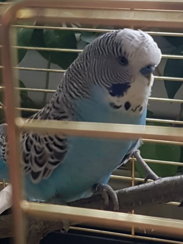 Wellensittich-Bild: Unser neuer Blaumann