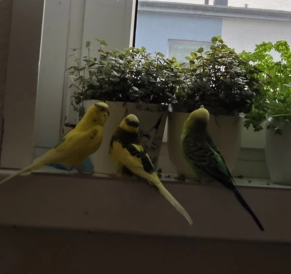 Wellensittich-Bild: Die 3 aus dem Team  Grün - Gelb an den Blättchentöpfen!