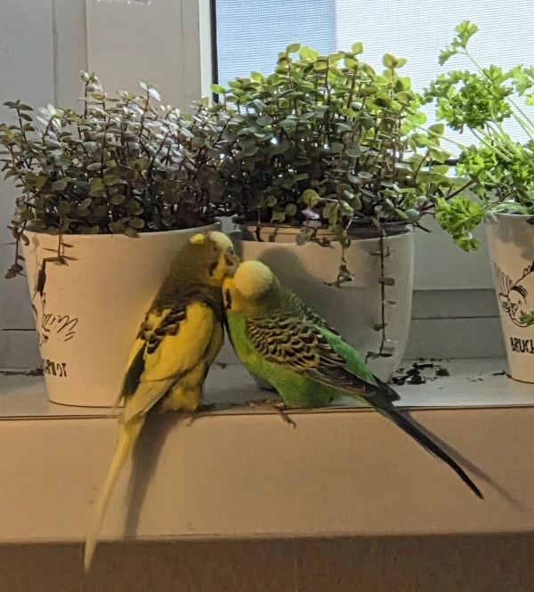 Wellensittich-Bild: Titus und Moritz in trauter Zweisamkeit.