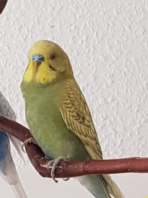 Wellensittich-Bild: DeeDee döst.