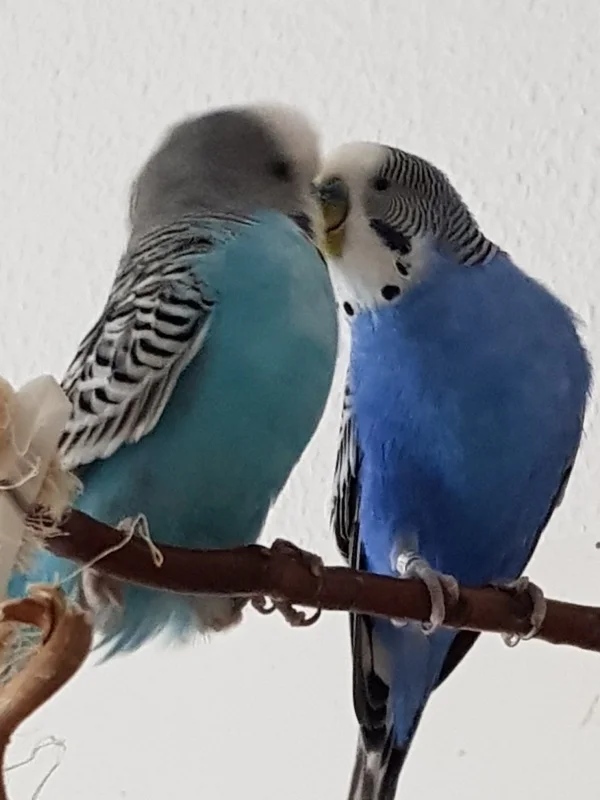 Wellensittich-Bild: Und pitsch, hastn Kuss!