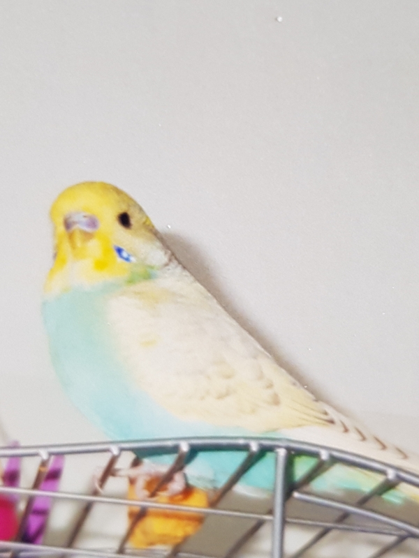 Amigo
