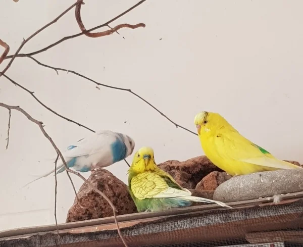 Wellensittich-Bild: Samu und Wölkchen haben jeder einen Felsen bestiegen, Dee Dee schaut sich noch um, ob er noch einen freien Gipfel entdeckt!