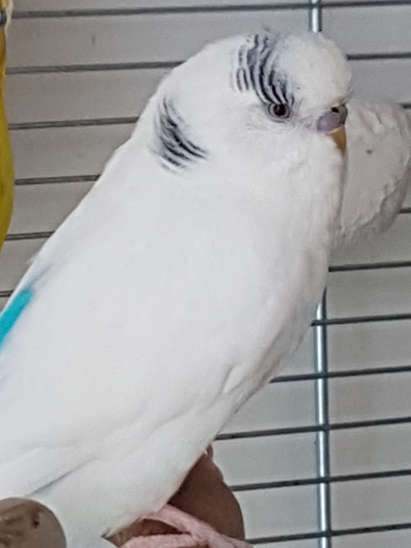 Caruso