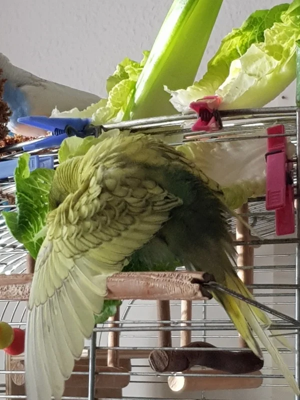 Wellensittich-Bild: Dee- Dee entdeckt die Badeblättchen.