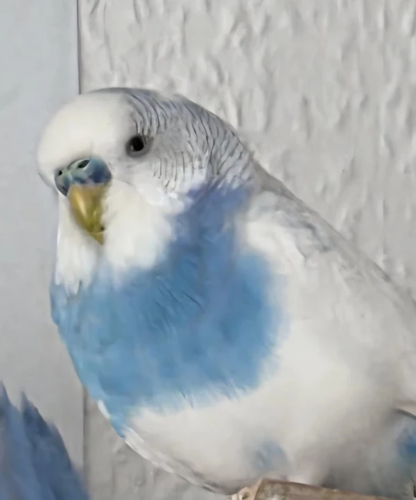 Wellensittich-Bild: Wölkchen hat ein neues Passbild!