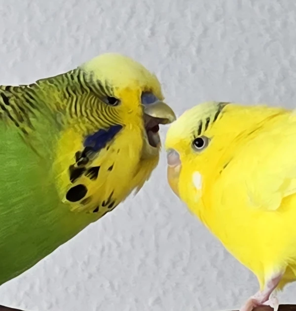 Wellensittich-Bild: Das Bild täuscht! Max setzt nämlich gerade an zum Köpfchen kraulen! Samus ernster Blick gilt der Felo, die wie immer gerade stört und mit dem Knipsdings kommt!