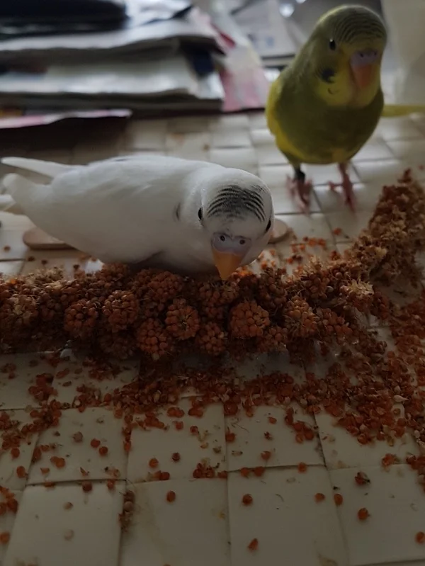 Wellensittich-Bild: Davi und Titus als Küken
Davi hatte da noch ein dunkles Mützchen!