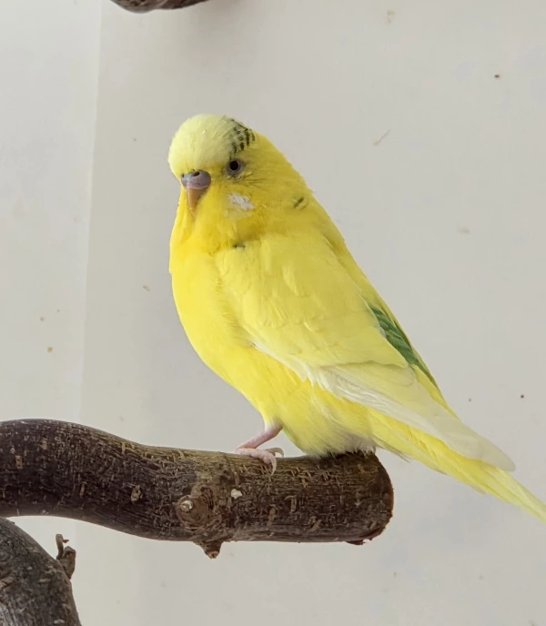 Wellensittich-Bild: Mein kleiner Samu hat sich wieder gut erholt von seiner schweren Nebenhöhlenentzündung! Er hat viel durchgemacht und war so tapfer!