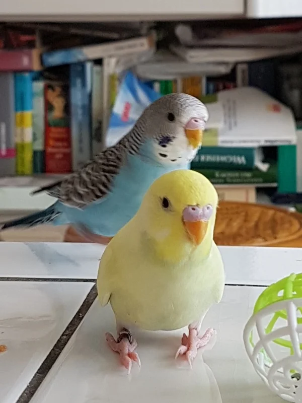 Wellensittich-Bild: Jann und Oleg