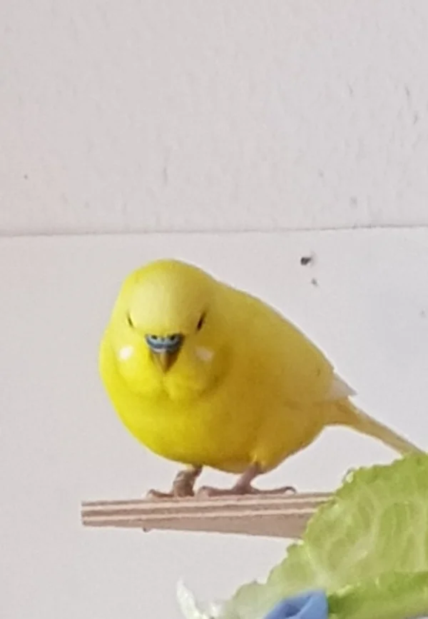 Wellensittich-Bild: Oleg- beim nächsten Fotoshooting besser Bauch einziehen! :o