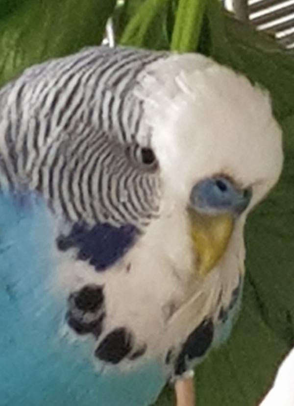 PHPSESSID