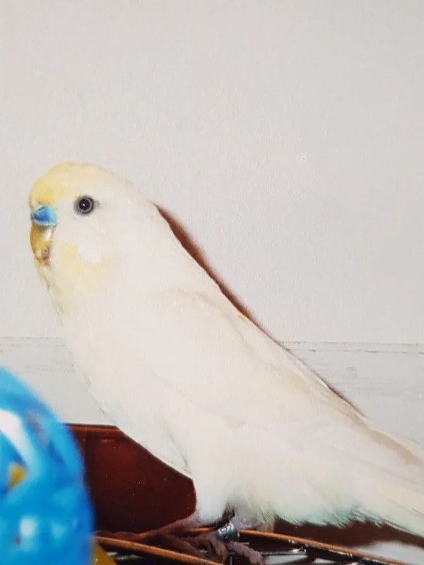 Wellensittich-Bild: Unser Carlo. Zur Erinnerung als Profilbild fürs Album.