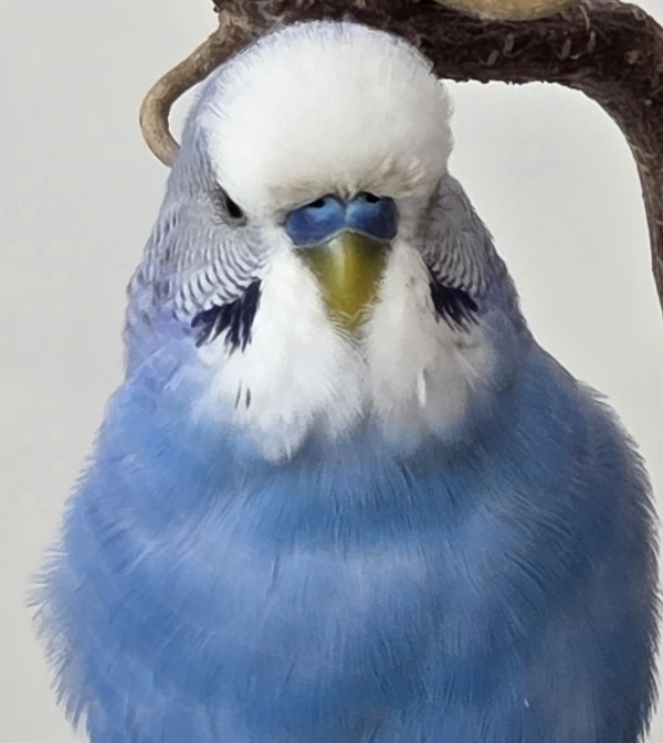 Wellensittich-Bild: Dari ganz flauschig, zeigt sich von seiner Schokoladenseite!