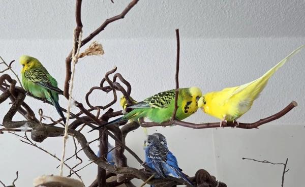 Wellensittich-Bild: Alle Tiefflieger auf einem Bild. Kurze Störung beim morgentlichen Putzen! Gleich gehts weiter mit der Gefiederpflege, Henry und Moritz haben sich gestört gefühlt weil die böse Felo unbedingt das blitzsaubere Popöchen von Samu knipsen wollte! 