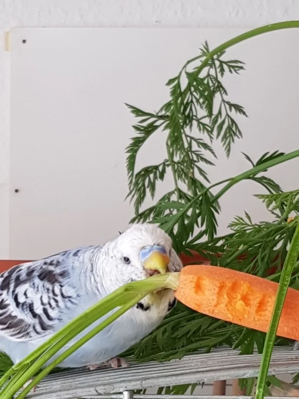 Wellensittich-Bild: Grisu liebt Möhrchen