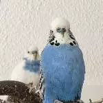 Ein Traum in blau und weiß 