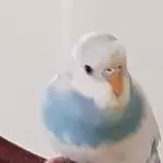 Was kuckst du