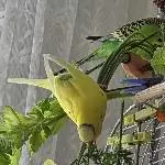 Salatbuffet