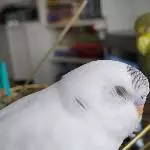 Flieg frei kleiner Davi