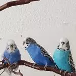 Variation in blau