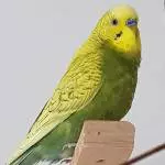 Herausgemausert