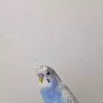 Stachelwelli