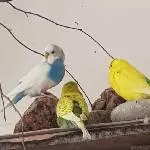 Blaukehlchen Wölkchen