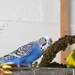 Halbreife vom Balkon