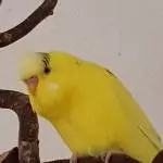 Sonnenschein Samu