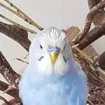 Bad Hair Day