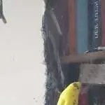 Vor den Beiden ist nichts sicher