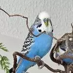 Blauer Traum