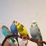 Vier Freunde das sind wir