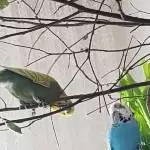 Nagetiere