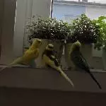 Samu, Titus und Moritz