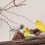 Trio auf Bergtour