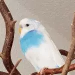 Das Blau ist nachgedunkelt