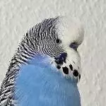 Flauschi in Blau