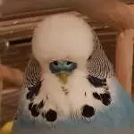 Bin ich flauschig?