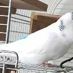 Vorausgeflogen