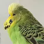 Irokesenwelli
