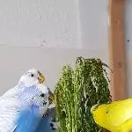 Guten Appetit