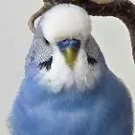 Neues Profilbild für Dari