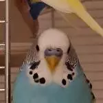 Jann, der Himmelblaue