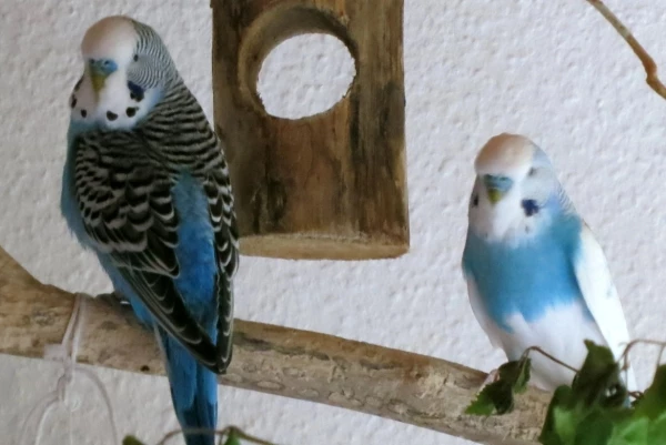 Wellensittich-Bild: Blaumann und Zausel 2012, zwei Männer aus dem Tierheim.